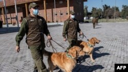 Abapolisi bo muri Chile batoza imbwa kureha virusi ya Corona