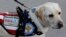 FILE - Sully, the yellow Labrador retriever service dog of late former U.S. President George H.W. Bush, arrives at Joint Base Andrews in Maryland, U.S.