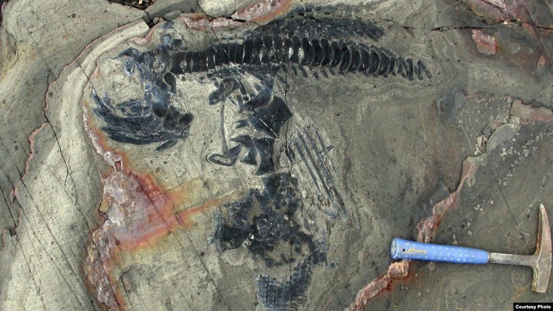 Articulated skeleton of an ichthyosaur from the Torres del Paine National Park, Chile. (Credit: W. Stinnesbeck)