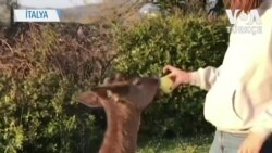 Yavru Geyik Corona Günlerinde İtalyan Aileye Arkadaş Oldu