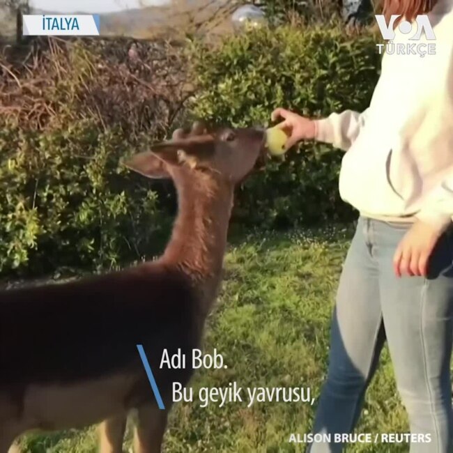 Yavru Geyik Corona Günlerinde İtalyan Aileye Arkadaş Oldu