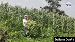 Salvador Castillo, productor agropecuario nicaragüense, cuyos cultivos han sido afectados por la plaga. [Foto: Daliana Ocaña, VOA]