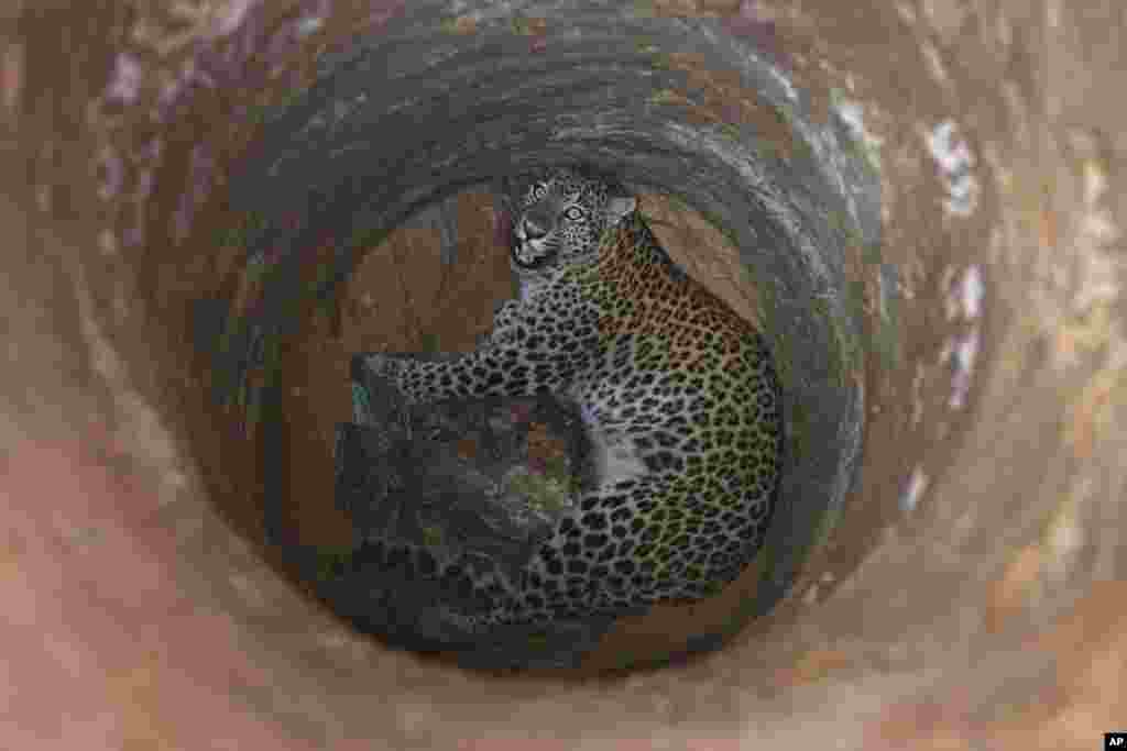 A female leopard falls into a deep well on the outskirts of Gauhati, India. Veterinarian and forest officials tranquilized and rescued the leopard before sending it to the state zoological park.