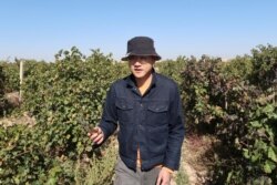 Winemaker Ian Dai walks through his vineyard near Yinchuan, Ningxia Hui Autonomous Region, China, October 11, 2021. (REUTERS/Norihiko Shirouzu)