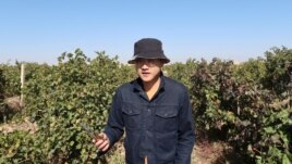 Winemaker Ian Dai walks through his vineyard near Yinchuan, Ningxia Hui Autonomous Region, China, October 11, 2021. (REUTERS/Norihiko Shirouzu)
