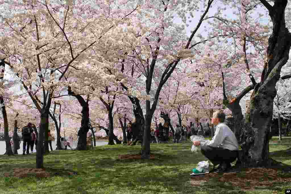 Some of the oldest Cherry blossom trees bloom along the Tidal Basin in Washington. (AP)