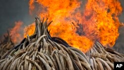 Fueron 11 montañas de marfil quemadas en el Parque Nacional de Nairobi.