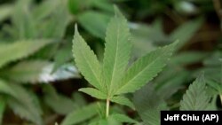 Medical marijuana clone plants are shown at a medical marijuana dispensary in Oakland, Calif.