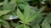 La Colombie autorise la possession d'une quantité plus élevée de marijuana en cas "de dépendance"