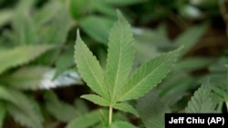 Medical marijuana clone plants are shown at a medical marijuana dispensary in Oakland, Calif.