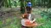 Pemerintah Tunda Pungutan Ekspor Minyak Kelapa Sawit