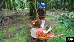 Seorang pekerja memanen kelapa sawit di sebuah perkebunan di Pangkalan Bun, Kalimantan Tengah. (Foto: Dok)