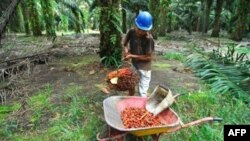 Pekerja perkebunan kelapa sawit di Pangkalan Bun, Kalimantan Tengah. (Foto: Dok)