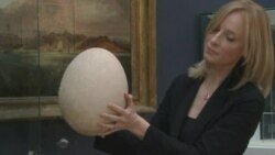 Christie's Displays Rare, Fossilized Egg of Extinct Elephant Bird