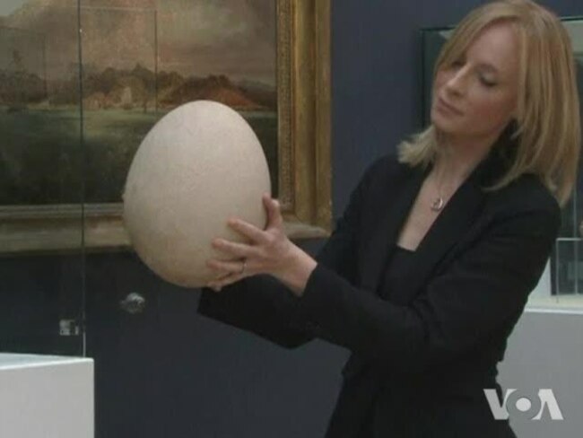 Christie's Displays Rare, Fossilized Egg of Extinct Elephant Bird