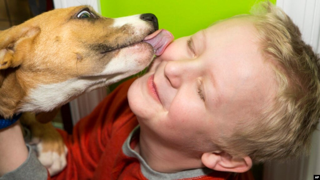 FILE - In this photo, an adoptable shelter puppy kisses a potential new family member at a store’s opening and adoption event. (Mark Stehle/AP Images for The Humane Society of the United States)