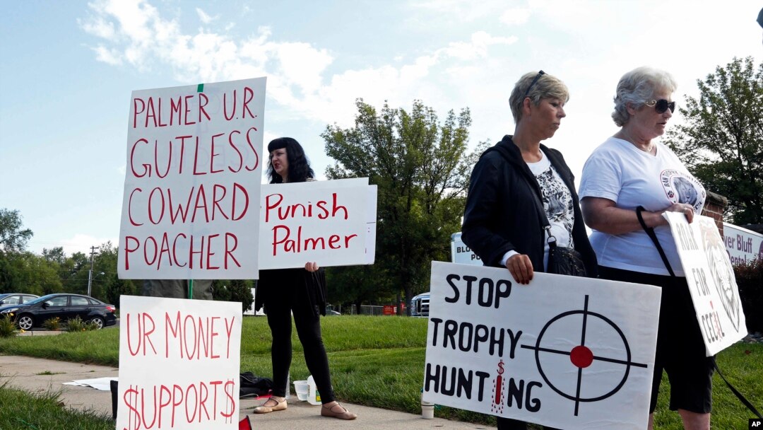 Demonstran berkumpul di luar tempat praktek Walter Palmer di Bloomington, Minnesota, yang kembali dibuka Selasa (8/9).