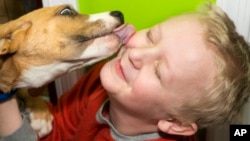 FILE - In this photo, an adoptable shelter puppy kisses a potential new family member at a store’s opening and adoption event. (Mark Stehle/AP Images for The Humane Society of the United States)