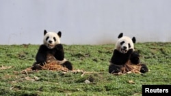 Two giant pandas eat bamboo at the new base of the China Conservation and Research Center for the Giant Panda in Wolong, Sichuan province, China, October 30, 2012