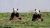 两只大熊猫在中国四川省的一个大熊猫保护和研究中心