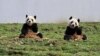 Panda Re-Introduction to Wild Proves Difficult