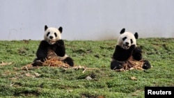 Two giant pandas eat bamboo at the new base of the China Conservation and Research Center for the Giant Panda in Wolong, Sichuan province, China, October 30, 2012