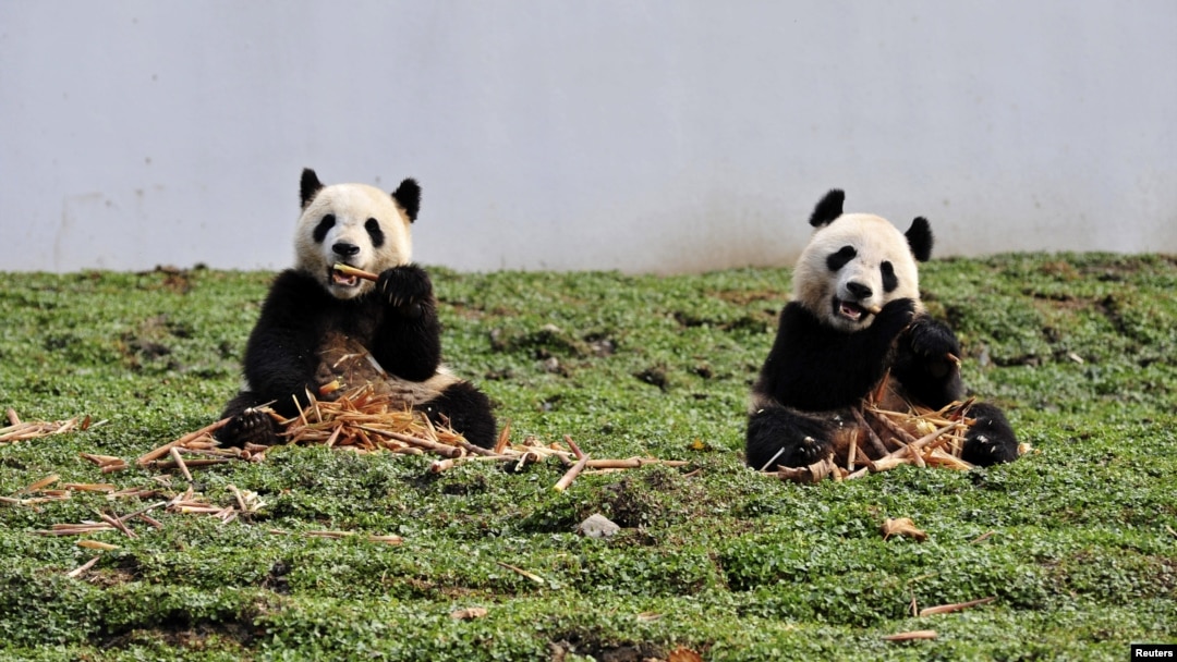 Two giant pandas eat bamboo at the new base of the China Conservation and Research Center for the Giant Panda in Wolong, Sichuan province, China, October 30, 2012