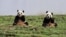 Two giant pandas eat bamboo at the new base of the China Conservation and Research Center for the Giant Panda in Wolong, Sichuan province, October 30, 2012