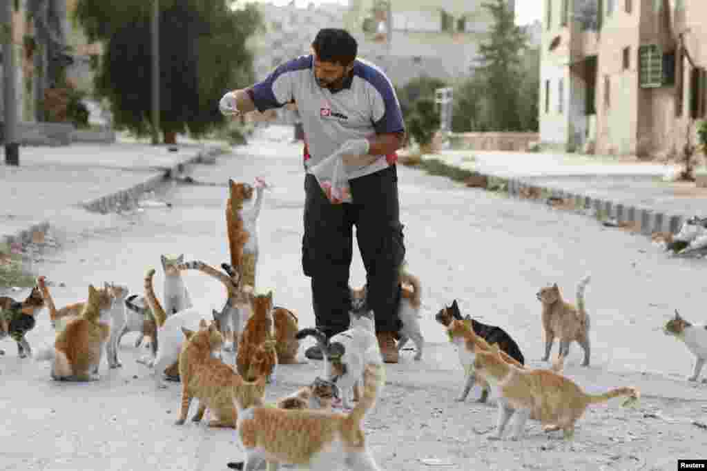 Alaa, an ambulance driver, feeds cats in Masaken Hanano in Aleppo, Syria, Sept. 24, 2014. Alaa spends about $4 on meat everyday to feed about 150 abandoned cats in the Masaken Hanano neigborhood that has been abandoned because of shelling from forces loyal to Syria's president Bashar Al-Assad. 