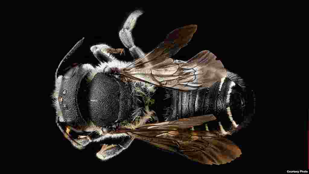 Megachile frugalis is an uncommon bee that gathers pollen and carries it under its abdomen rather than on its legs like many other species. 
