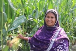 پاکستان کی آبادی کا ایک بڑا حصہ زراعت کے شعبے سے وابستہ ہے۔ زرعی پیداوار میں اضافے سے ان کا معیار زندگی بلند ہو سکتا ہے۔