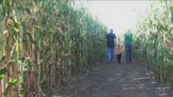 Labirinti u poljima kukuruza profitabilniji od kukuruza