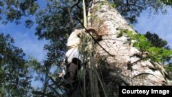 Petani madu dorsata harus memanjat pohon tinggi di Sumbawa (foto: courtesy). 