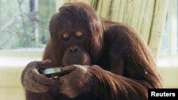 Investigaciones revelan que orangutanes también se entretienen con aplicaciones diseñadas para los niños.