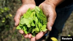 A farmer shows coca leaves collected in her garden, (File photo).