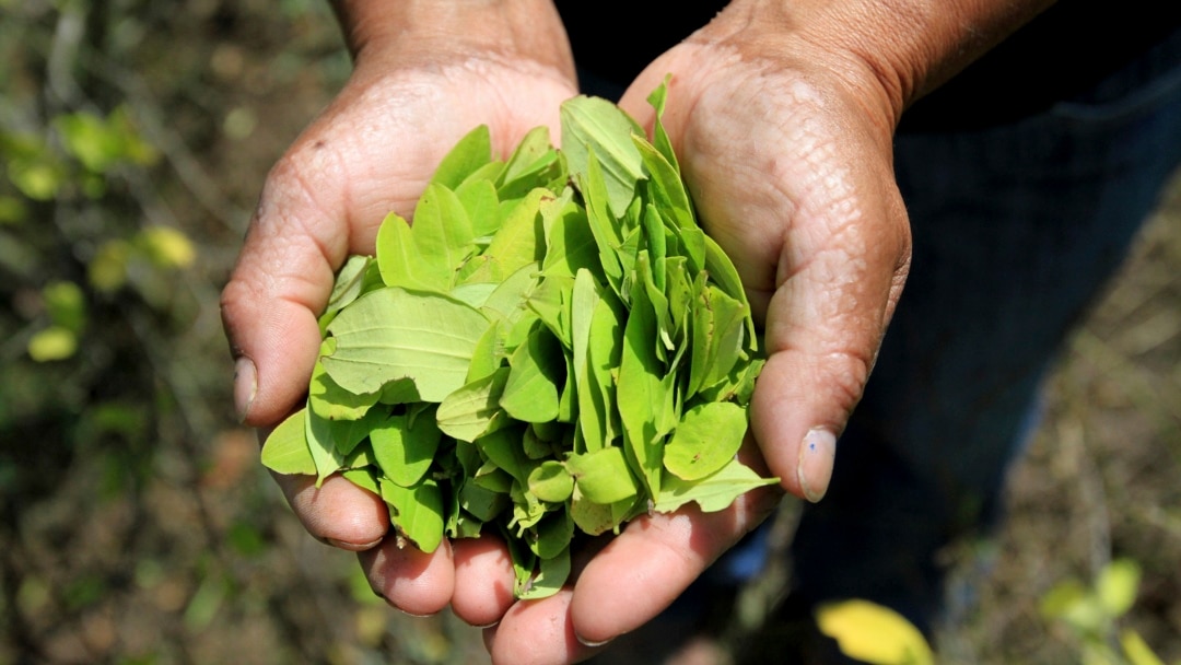 Colombia's Coca Cultivation Falls