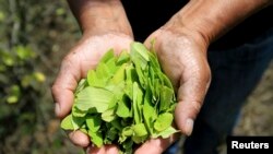 Un agricultor muestra hojas de coca cosechadas en su granja en Toribio, Cauca, Colombia.
