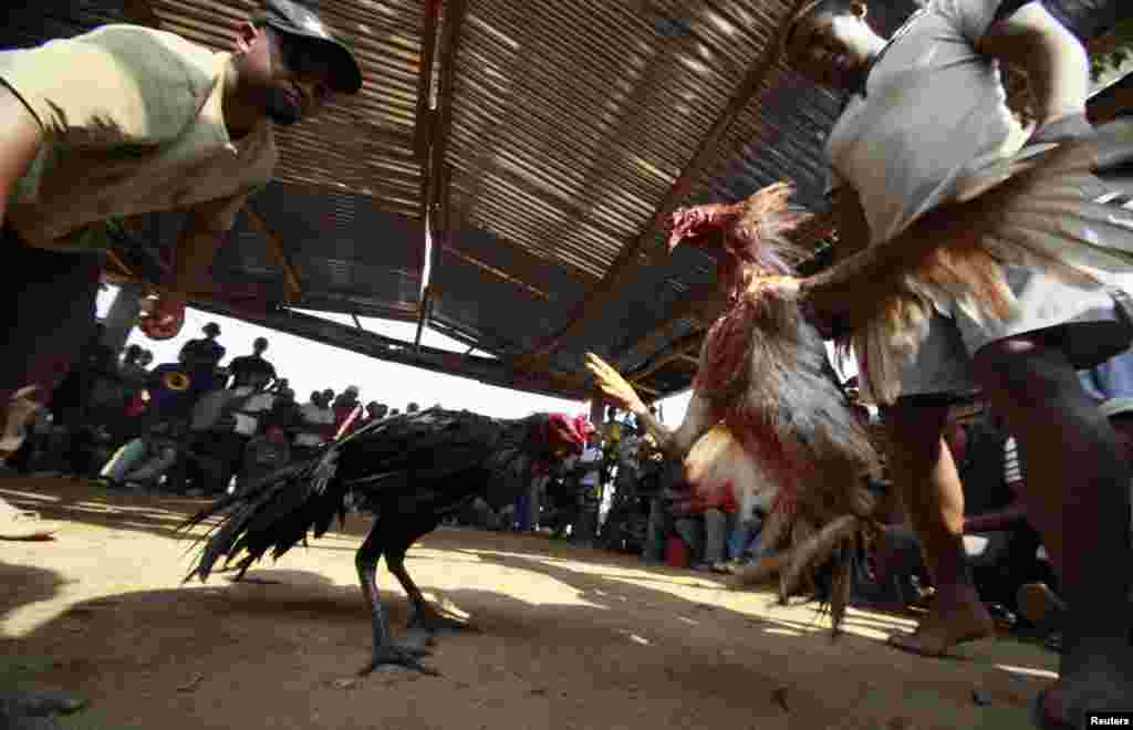لڑائی کے لیے انتخاب کرتے وقت مرغ کی نسل پر خصوصی توجہ دی جاتی ہے۔