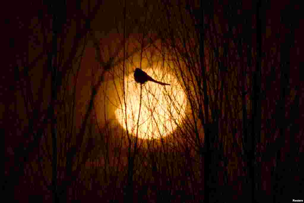 A partial solar eclipse is seen through a silhouette of a bird sitting on tree branches in Yinchuan, Ningxia Hui Autonomous Region, China.
