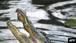 Chút son trên miệng cá sấu