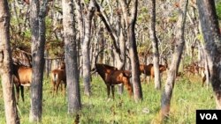 Angola Palancas Negras Gigantes -foto de Eng.. Pedro Vaz Pinto