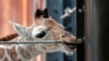 Niger Giraffes Find New Home