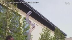 NO COMMENT: Սթենֆորդի համալսարանի ինժեներները խաղողի ողկույզի պես երկարող ռոբոտ են ստեղծել