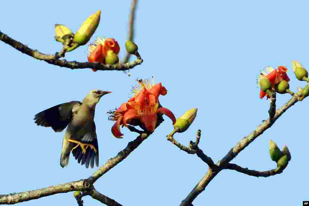 A bird flies by flowers of an orange silk cotton tree, which is popular in central Myanmar for its edible flowers, in Naypyitaw, Myanmar, Feb. 11, 2017.