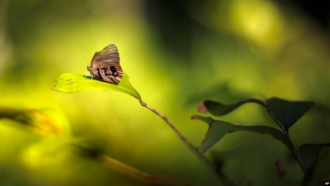 FILE - A St. Francis' satyr butterfly rests on a leaf in a swamp at Fort Bragg in North Carolina, July 29, 2019. 