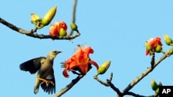 In this Saturday, Feb. 11, 2017, photo, a bird flies by flowers of an orange silk cotton tree in Naypyitaw, Myanmar. (AP Photo/Aung Shine Oo)