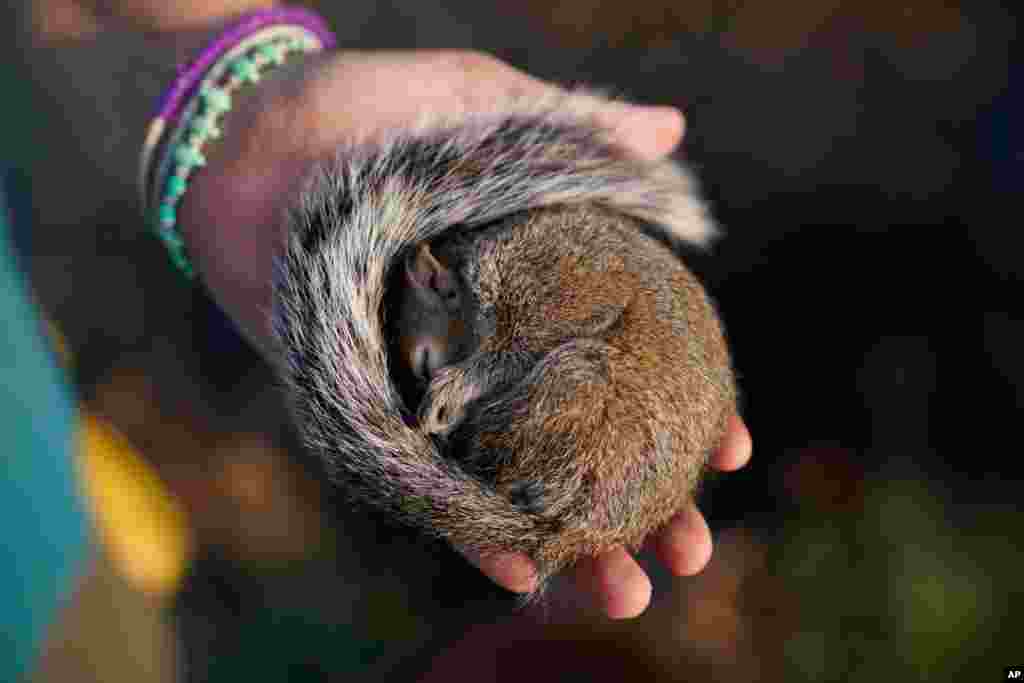 Penny Verdin displays a sleeping squirrel she helped rescue after it was injured during Hurricane Ida, Sept. 4, 2021, in Dulac, Louisiana.