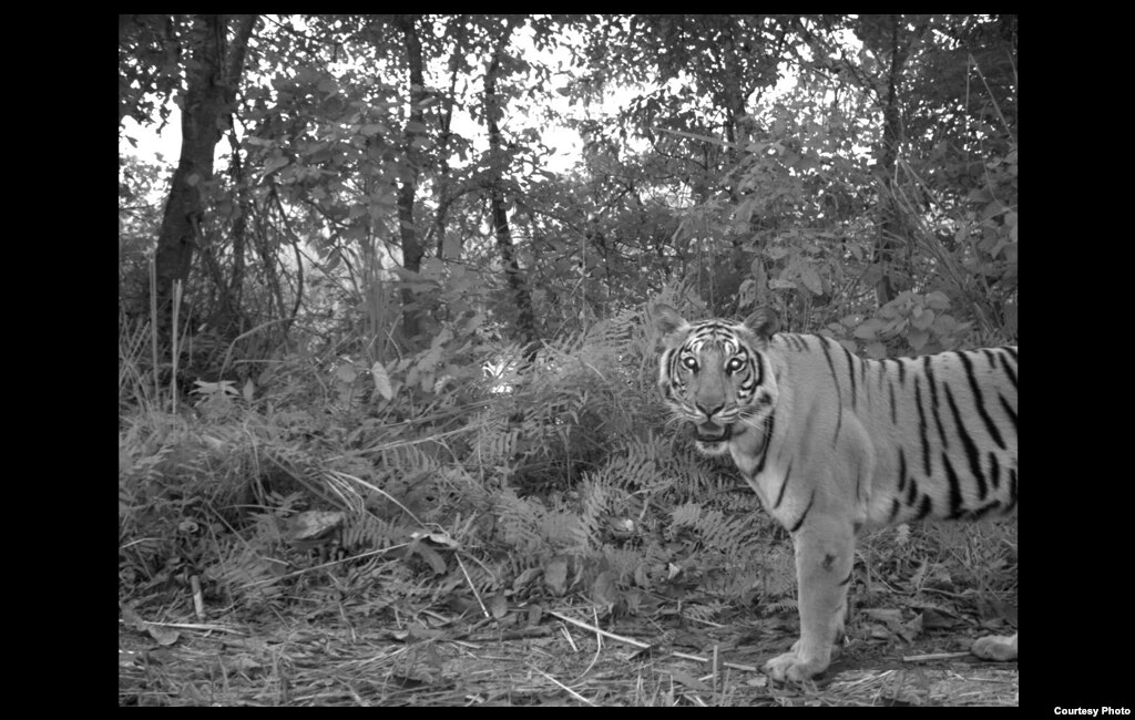 While tigers roam at all times of day, most tigers in study area had switched to hunting, mating and monitoring their territory at night. Credit: Center for Systems Integration and Sustainability, Michigan State University