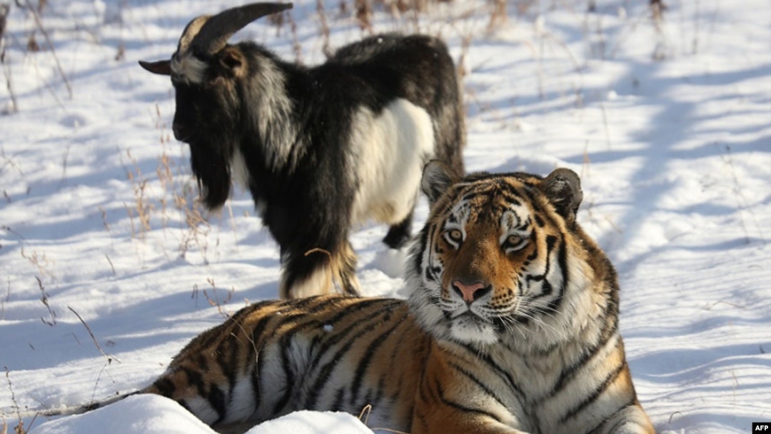Kambing bernama Timur dan macan Amur tampak di sebuah kandang di Taman Safari Primorye, 30 November 2015. (Foto: AFP)