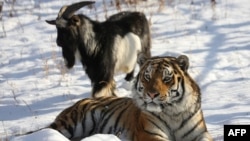 Kambing bernama Timur dan macan Amur tampak di sebuah kandang di Taman Safari Primorye, 30 November 2015. (Foto: AFP)